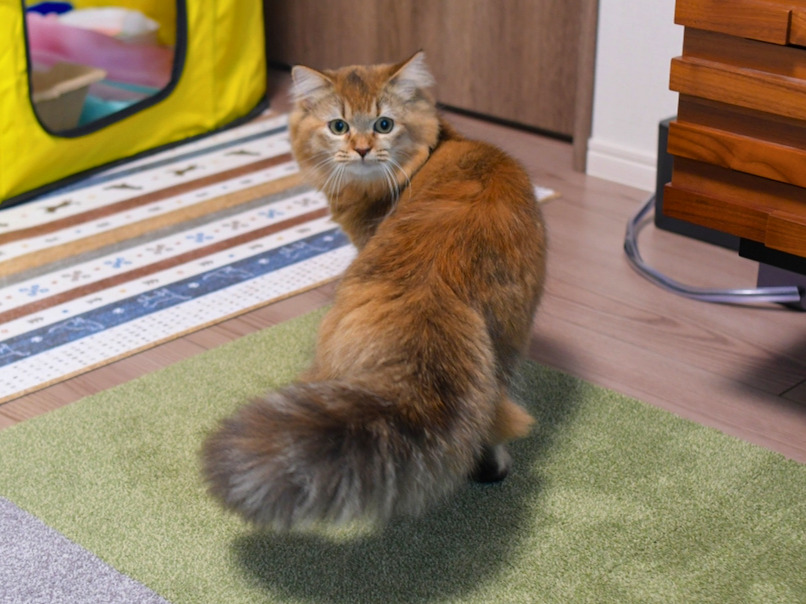 部屋のラグの上でふわふわのしっぽを揺らしながら振り向く金茶色い長毛猫（ミヌエット）