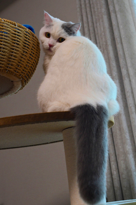 キャットタワーの上で座り、長いしっぽを垂らしながら振り返る白猫（ミヌエット）の写真