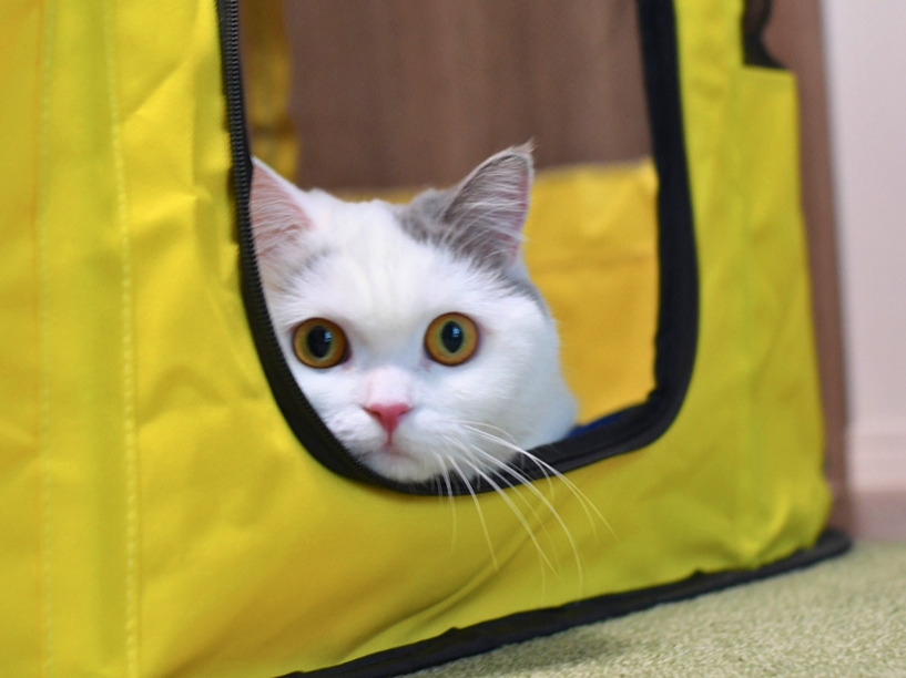黄色いバッグの開口部から顔を出し、大きな目でこちらを見つめる白猫（ミヌエット）の写真