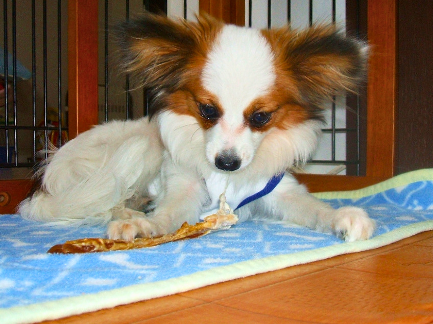 パピヨンの子犬が柔らかくなった馬アキレスを前足で押さえて噛んでいる様子