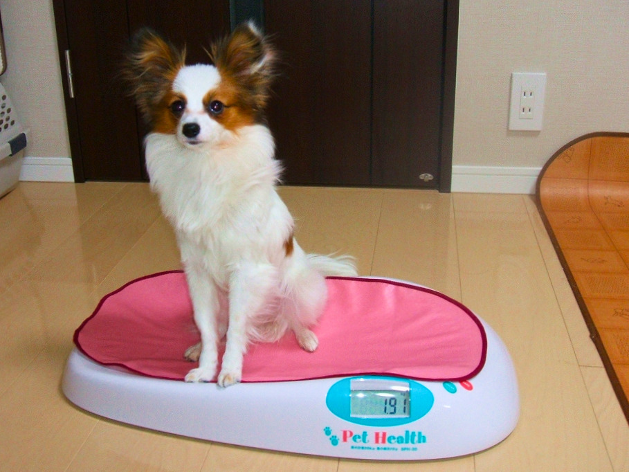 パピヨンの子犬が体重計の上に座っている様子、生後7か月ごろで毛が少し薄い時期
