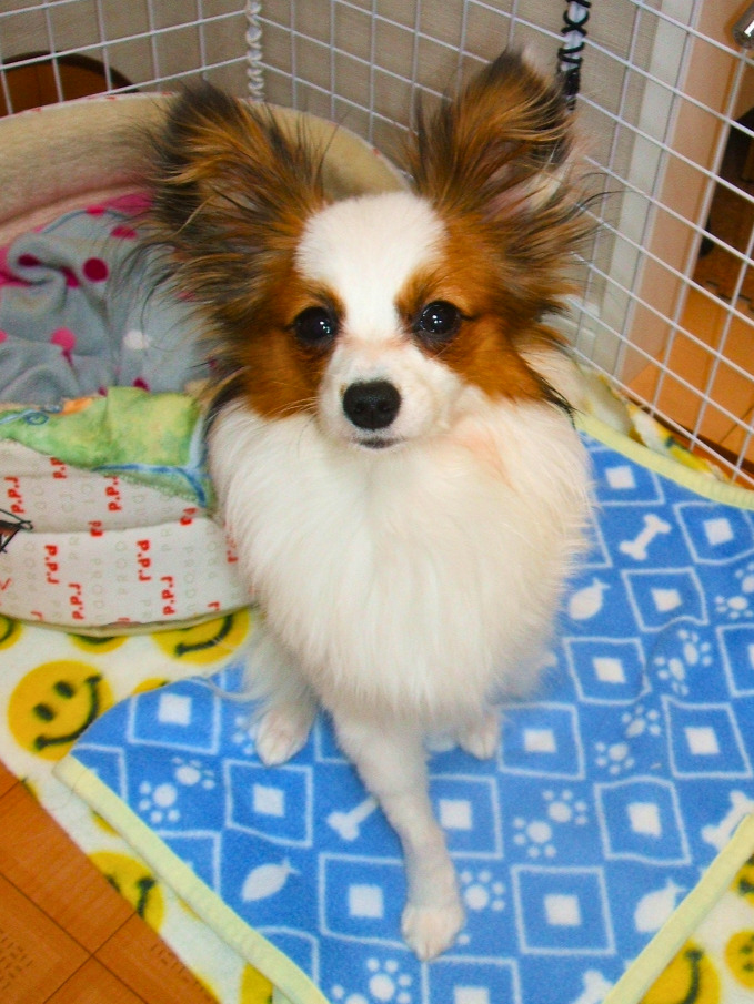 入院後に自宅へ戻ったパピヨンの子犬が室内でこちらを見ている様子
