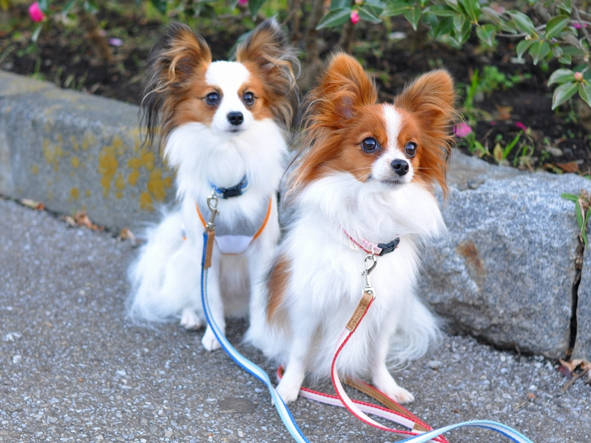 2匹のパピヨン小型犬が並んで外で座っている様子、仲良く落ち着いた表情