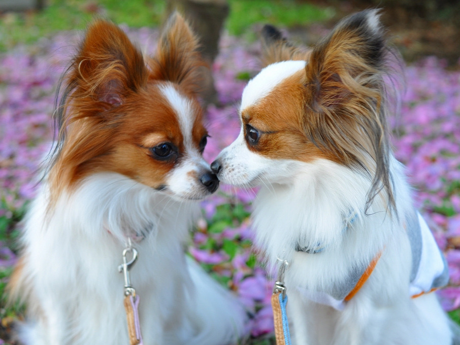2匹のパピヨン小型犬が顔を寄せ合うように向き合っている様子
