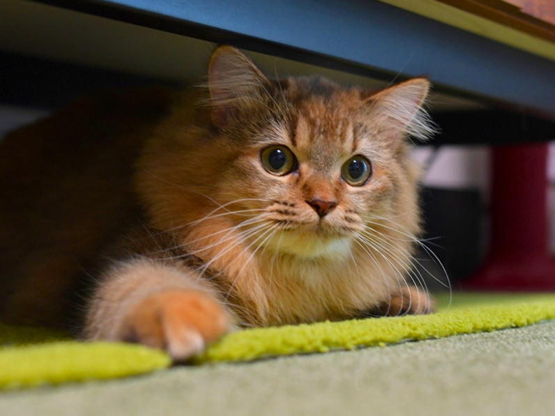 家具の下から顔をのぞかせる金茶毛色の猫（ミヌエット）が、前足を伸ばしてじっとこちらを見つめている様子