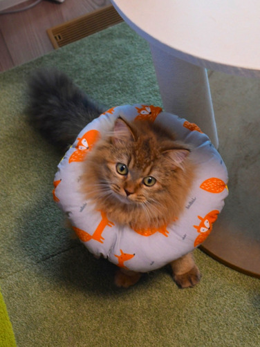 ドーナツ型カラーを着けて少し困った表情を見せる金茶毛色の猫（ミヌエット）