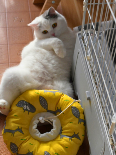 ドーナツ型のカラーを股の間にはさんで遊ぶ白猫（ミヌエット）