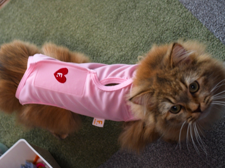 ピンクのエリザベスウェアを着用した金茶毛色の猫（ミヌエット）