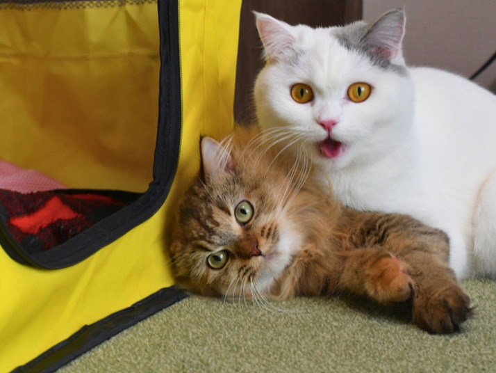 猫2匹がアログルーミングする様子。白猫（ミヌエット）と金茶毛色の猫（ミヌエット）が仲良く毛づくろいする様子。