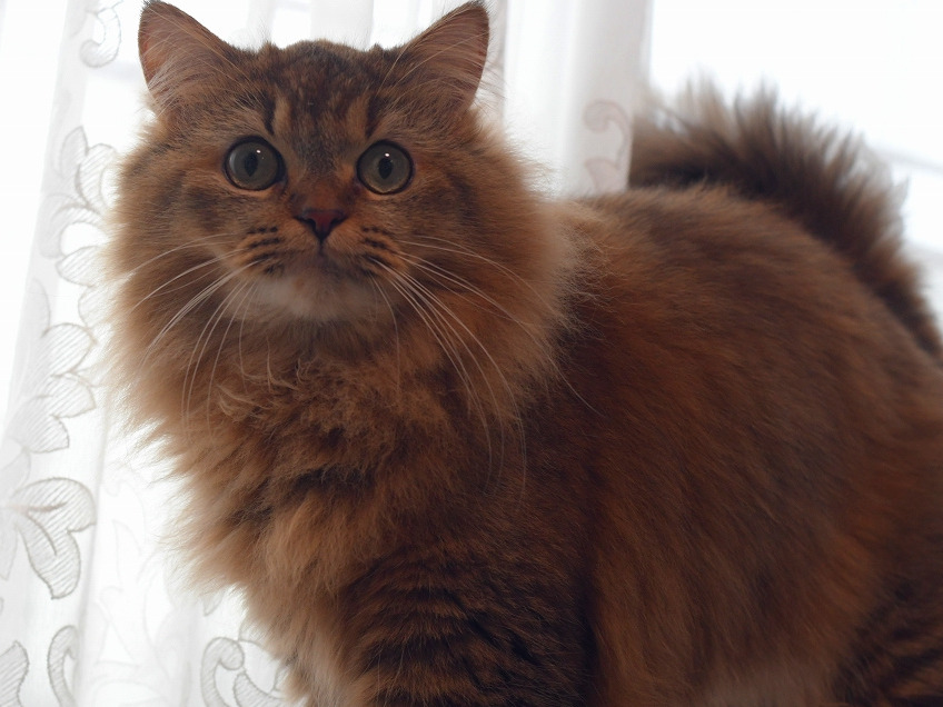 逆光の窓際、レースカーテンの前の金茶毛色の猫（ミヌエット）