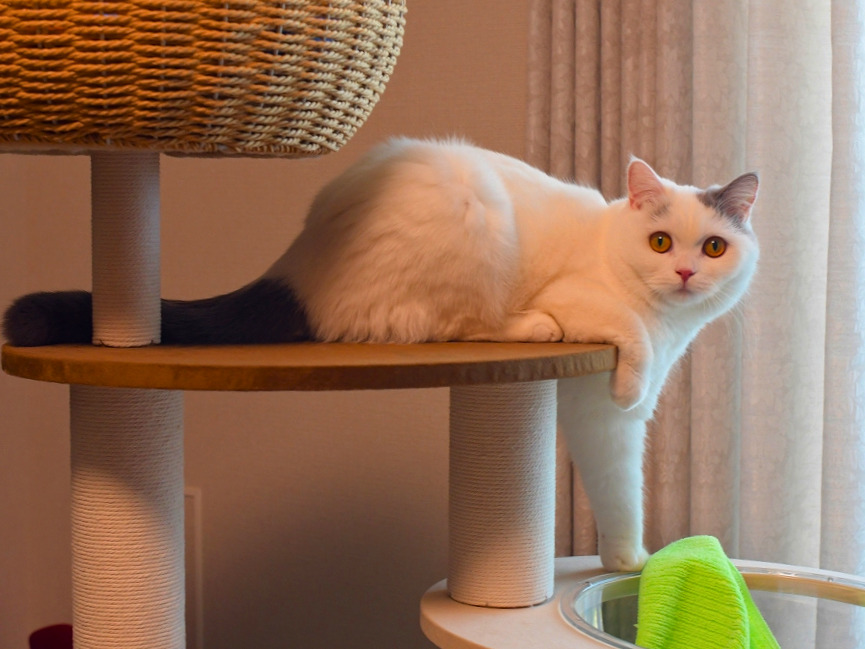白猫（ミヌエット）がキャットタワーの棚の上で伏せながらこちらを見つめている写真。灰色のしっぽを後ろへ伸ばし、片前足を下に垂らしてくつろいでいる。

