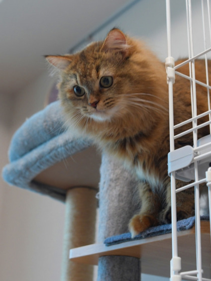 キャットタワーの棚から身を乗り出し、下を見つめる長毛のゴールデンカラーの猫(ミヌエット)。ふわふわの毛並みと大きな丸い目が印象的な写真。