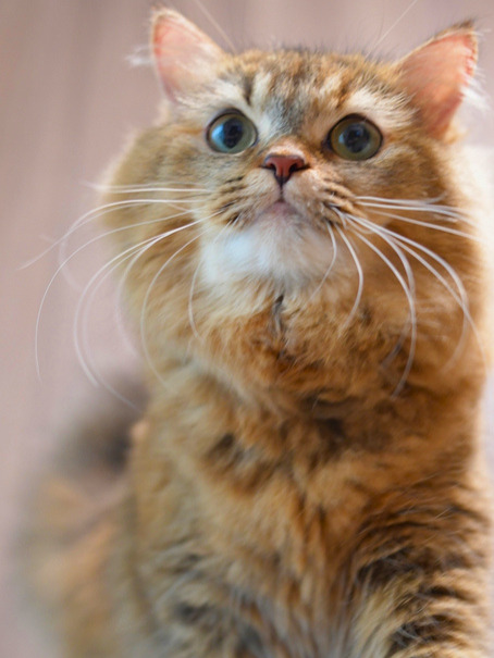 金茶色の長毛の猫(ミヌエット)が正面を見つめるアップ写真。丸い目を大きく開き、興味や期待を感じさせる表情。