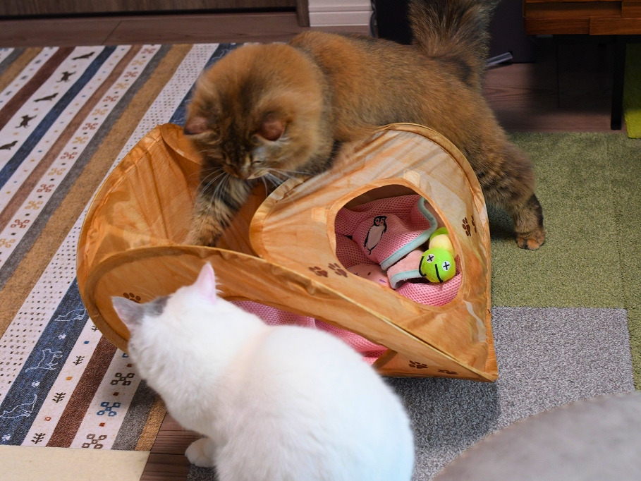 室内で2匹の猫が遊んでいる様子。金茶色の猫がトンネル型のおもちゃに手を入れ、白い猫が手前で様子をうかがっている。