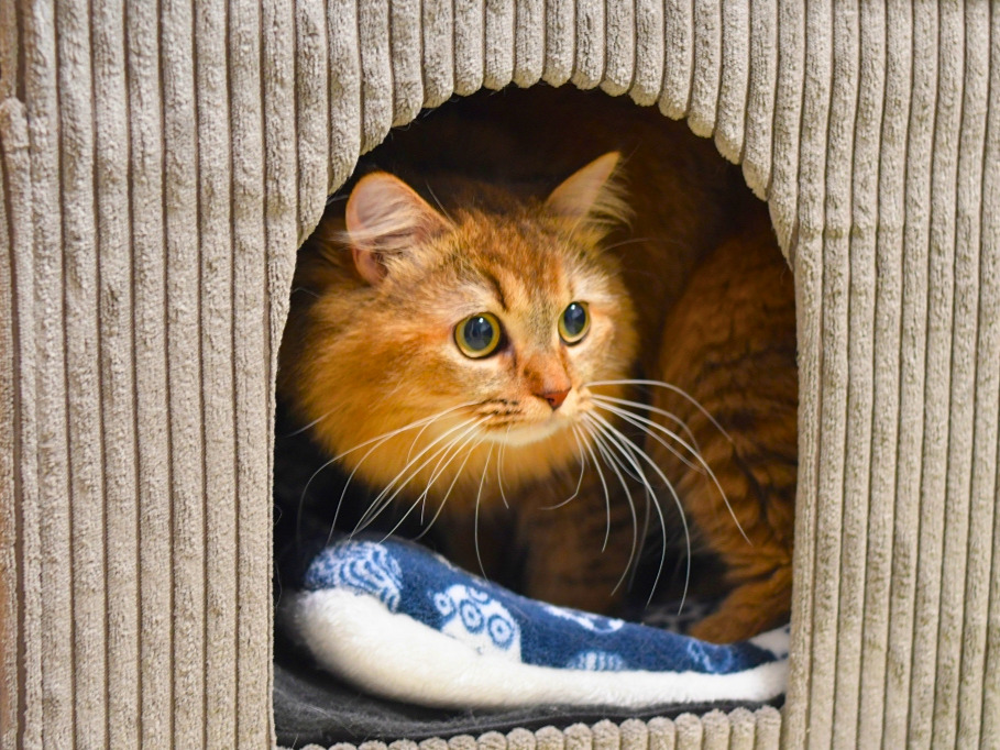 猫用ハウスの中から顔を出し、外を見つめる長毛の猫。金茶色の長毛の猫(ミヌエット)。中にはブランケットが敷かれ、落ち着いた様子で身を寄せている。