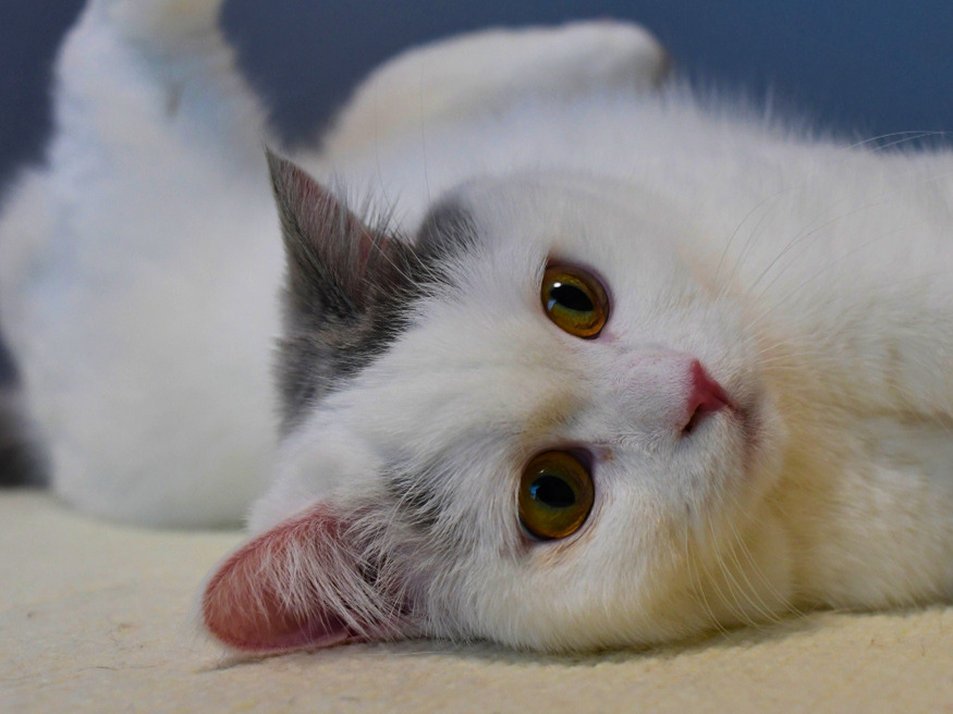白とグレー柄の猫が床に横になり、顔をこちらに向けている。金色の大きな目とピンク色の鼻が見え、耳や頭のグレーの模様がはっきり写っている。