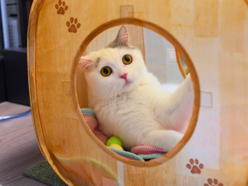 猫用トンネルの丸い窓から、白とグレー柄の猫が顔をのぞかせている。大きな金色の目でこちらを見つめ、前足をトンネルの内側に添えている。