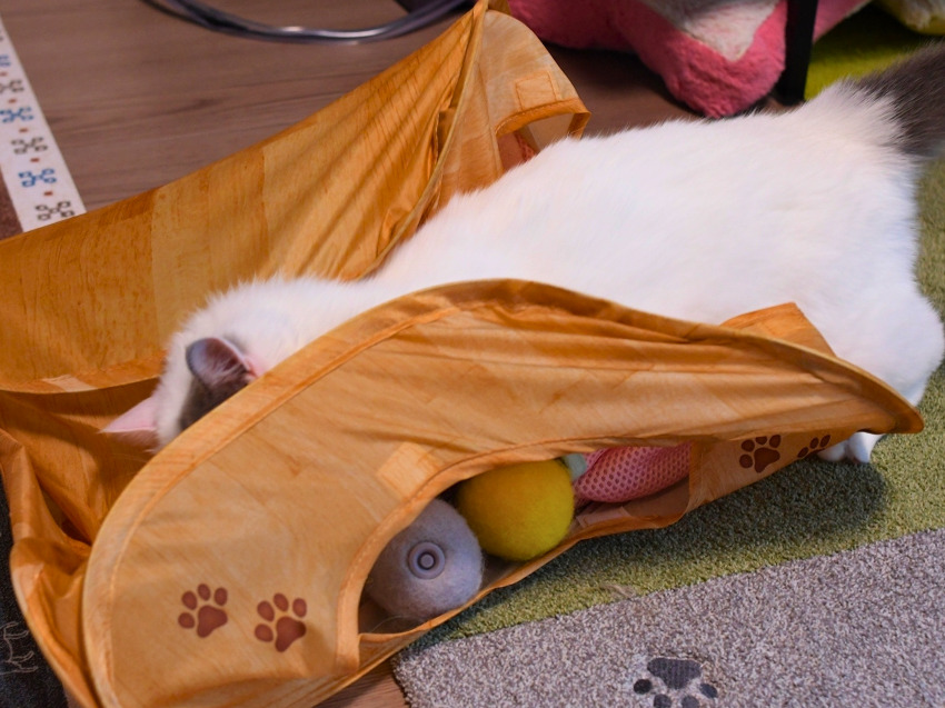 猫用トンネルを上からつぶして、白とグレー柄の猫が遊んでいる。トンネルの中にはボールやぬいぐるみなどのおもちゃが入っている。
