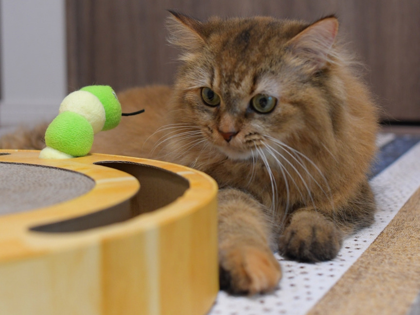 床に伏せて、手前にある猫用おもちゃを興味深そうに見つめる長毛猫のゴールド毛色のミヌエット。