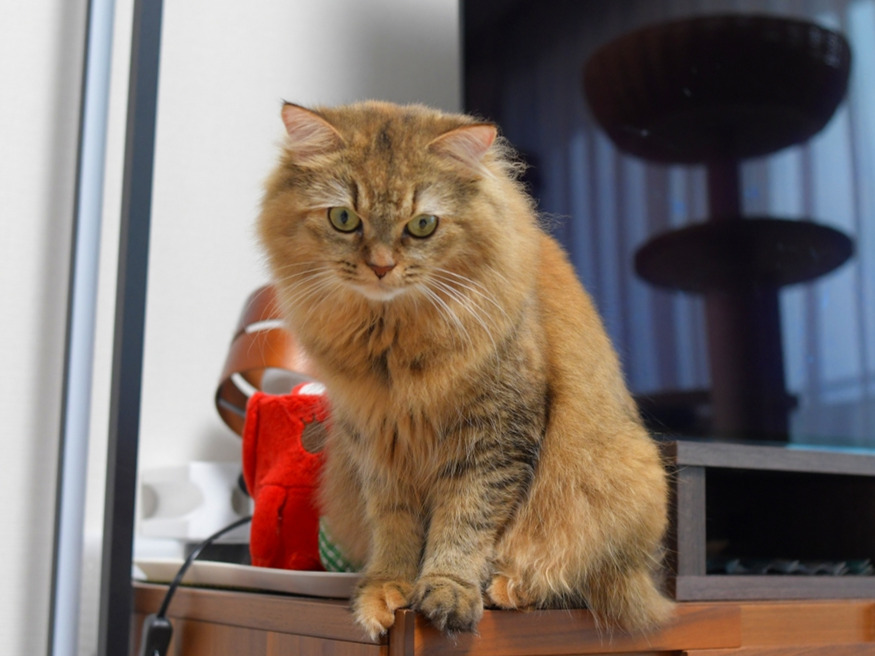 棚の上に座り、正面をじっと見つめる長毛の猫・ゴールド毛色のミヌエット。