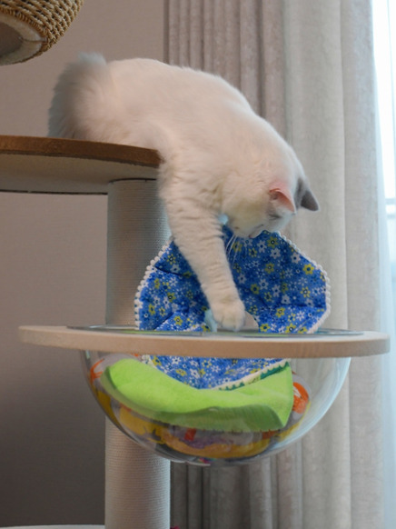 キャットタワーの上段から身を乗り出し、下の段に置かれた青い布へ前足を伸ばす白い猫。