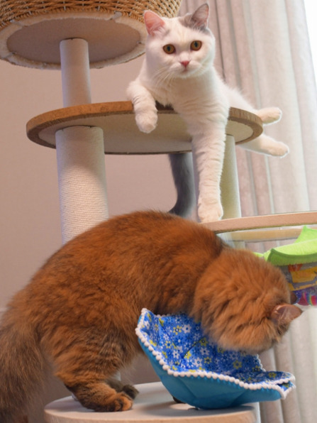 キャットタワーで青い布に顔を入れる茶色い猫と、その様子を上の段から前足を垂らして見つめる白い猫。